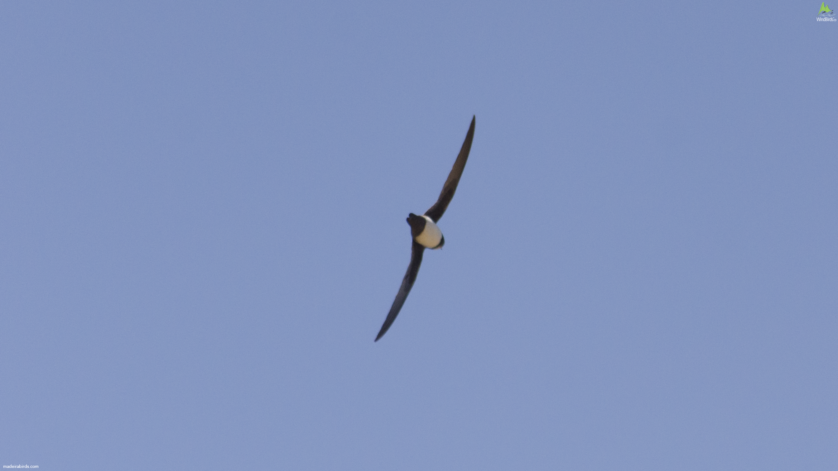 Alpine Swift Tachymarptis melba