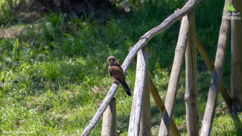 Canarian Kestrel Falco tinnunculus canariensis