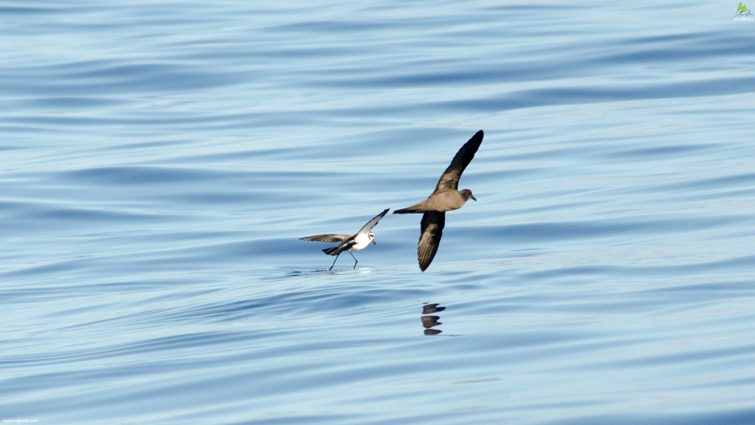 Bulwer's Petrel Bulweria bulwerii