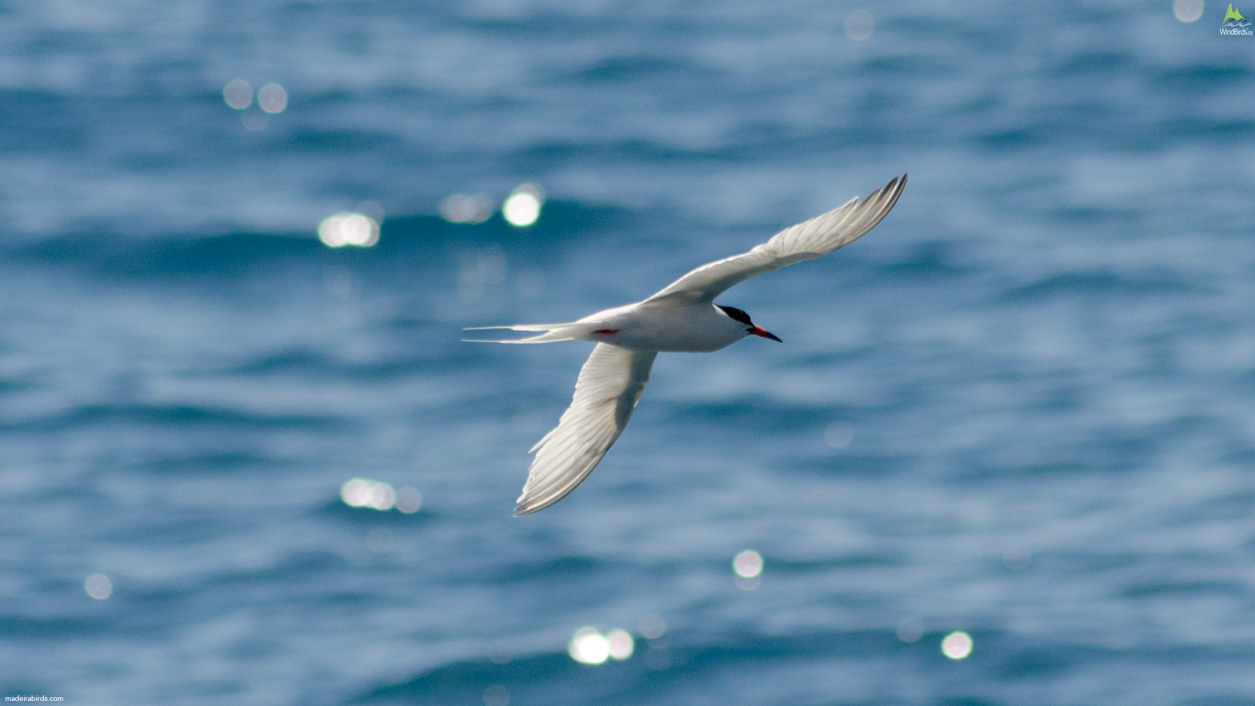 Roseate Tern Sterna dougallii