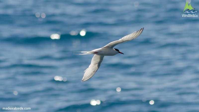 Roseate Tern Sterna dougallii