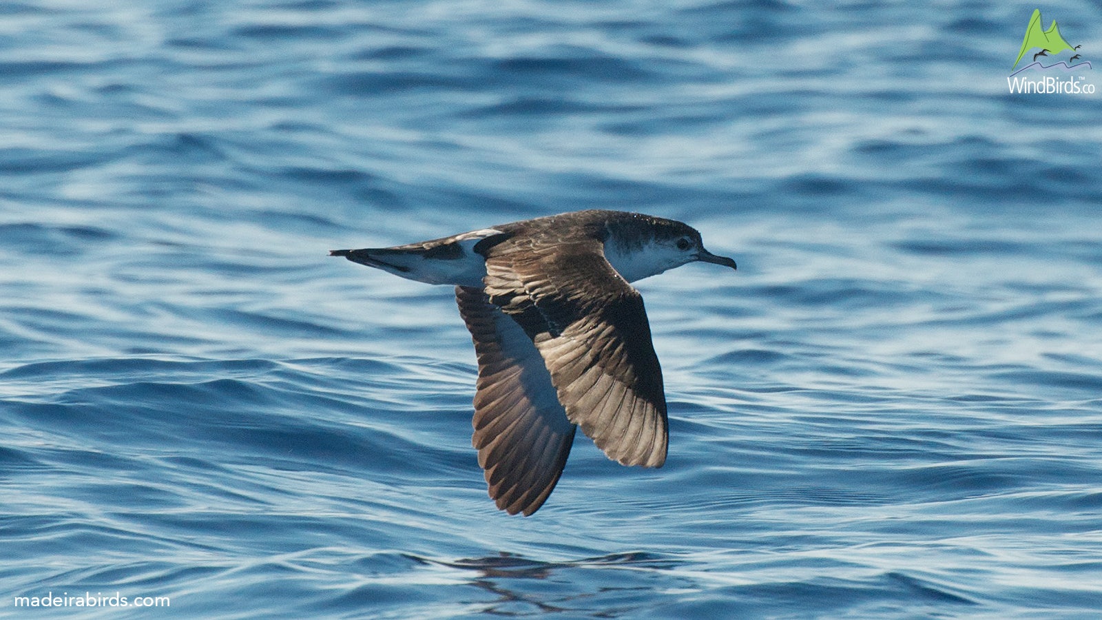 Barolo’s Shearwater Puffinus baroli