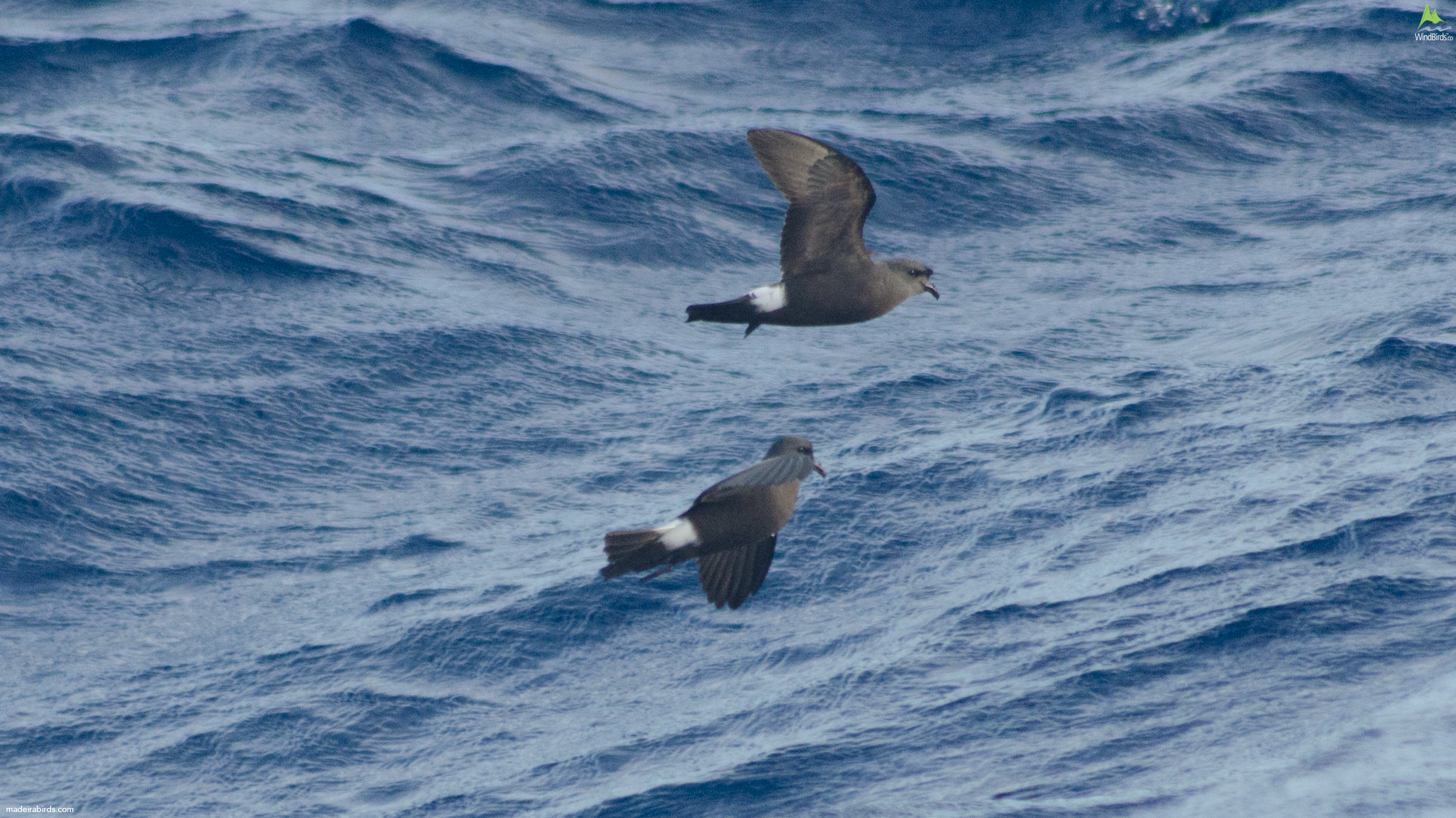Madeiran Storm Petrel Oceanodroma castro