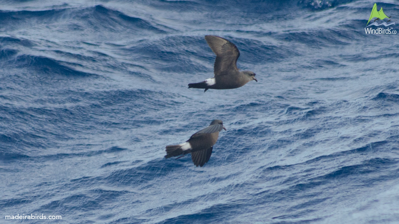 Madeiran Storm Petrel Oceanodroma castro