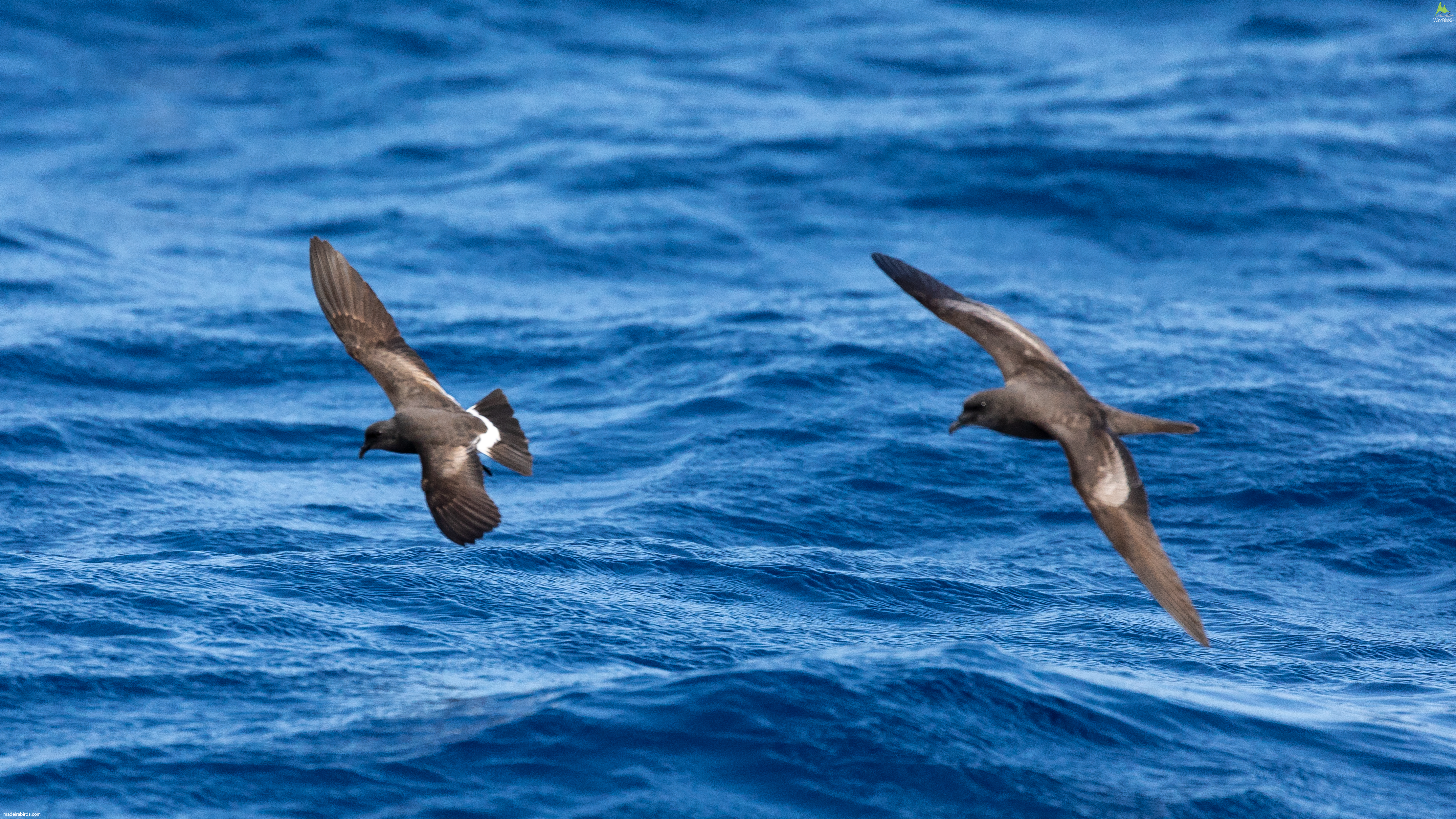 Madeiran Storm Petrel and Bulwer's Petrel