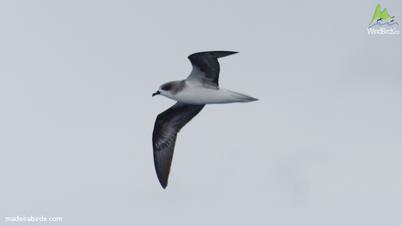 Zino's Petrel Pterodroma madeira