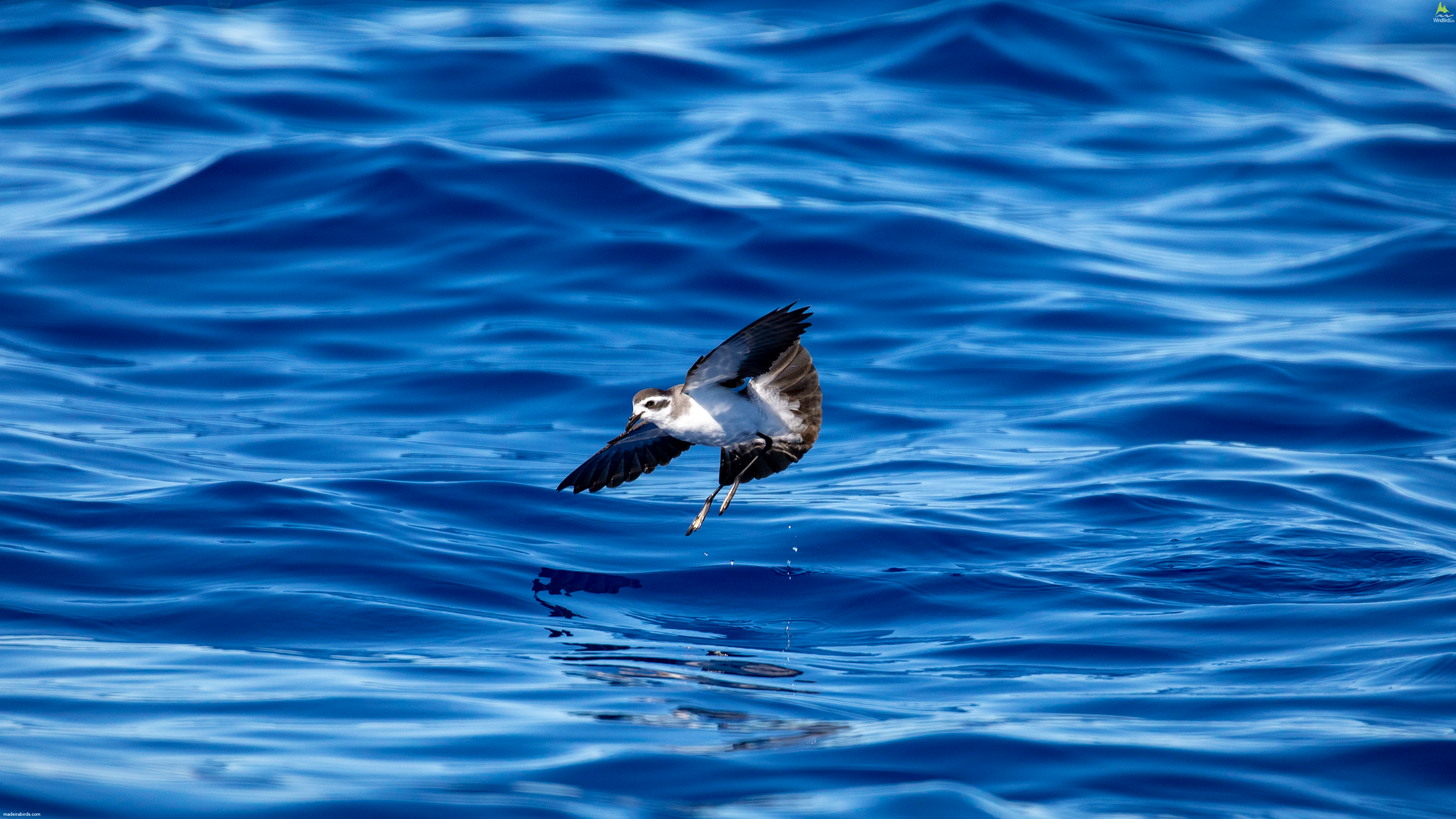 White-faced Storm Petrel Pelagodroma marina hypoleuca