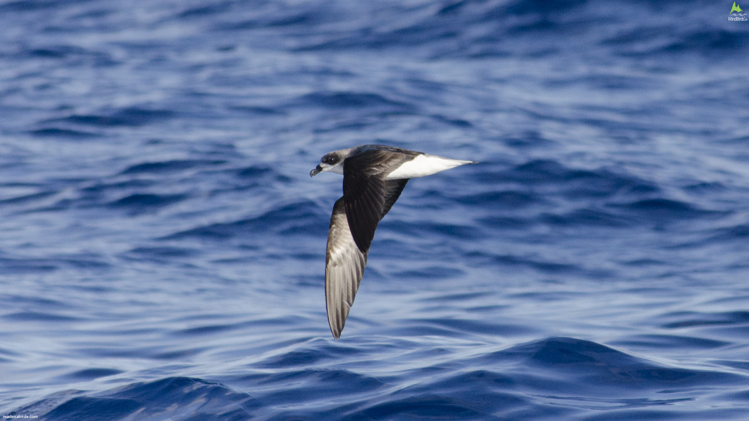 Fea's petrel Pterodroma feae/deserta