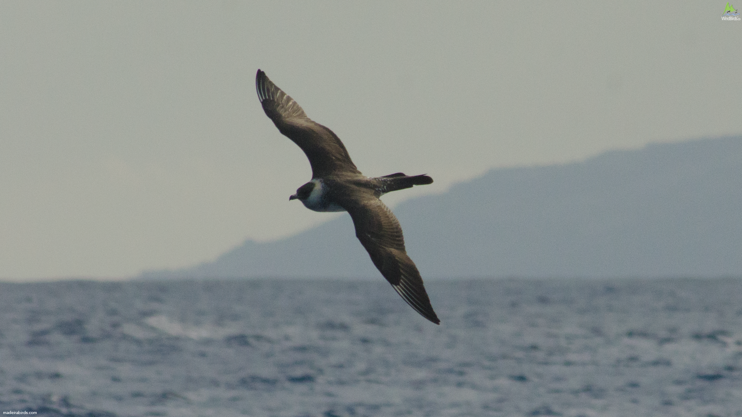 Pomarine Skua Stercorarius pomarinus