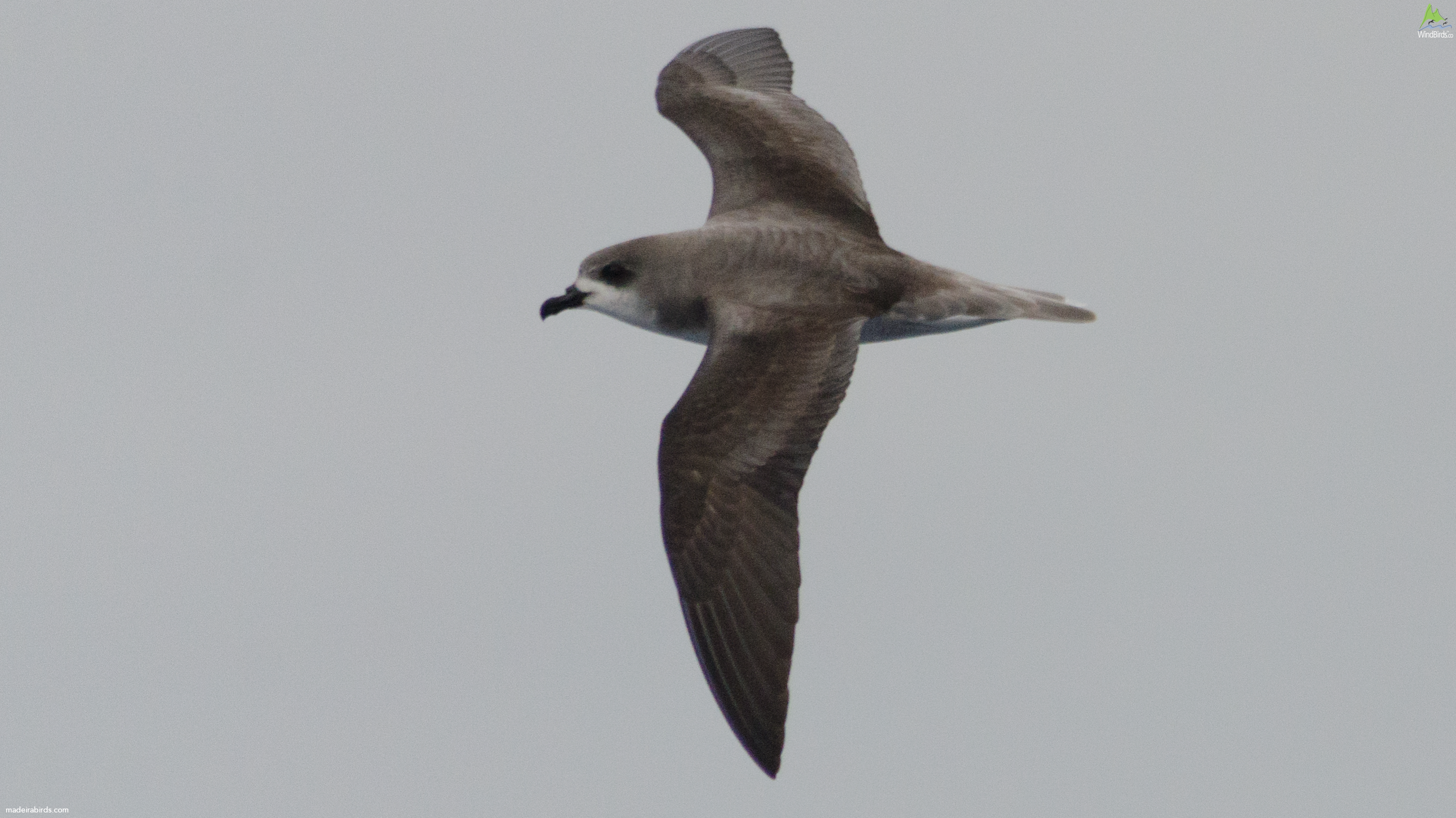Zino's Petrel Pterodroma madeira