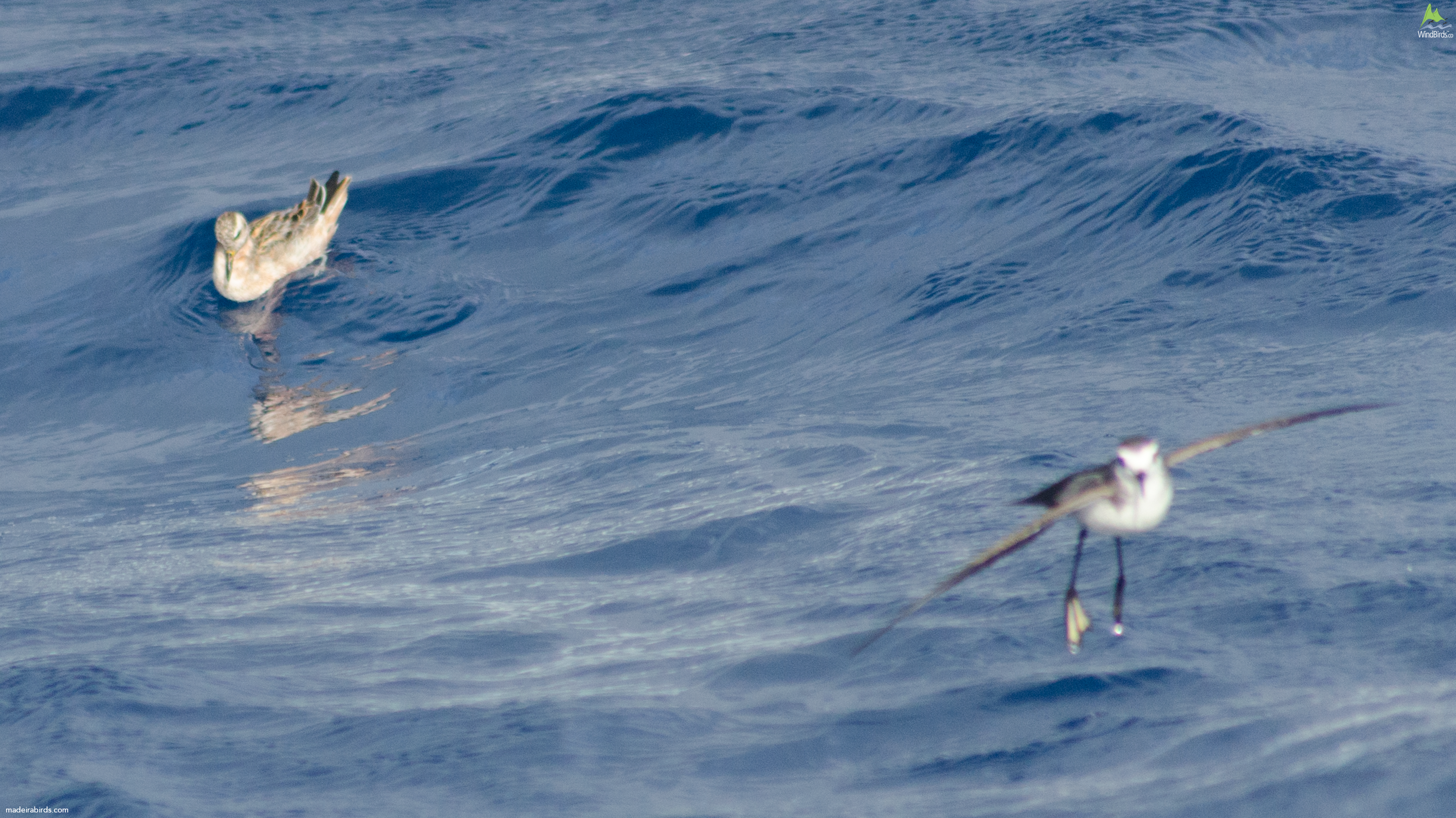 Red Phalarope Phalaropus fulicarius