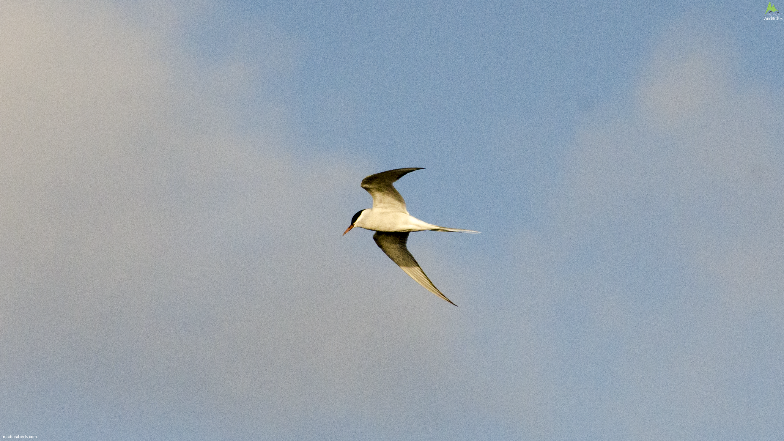 Arctic Tern Sterna paradisaea