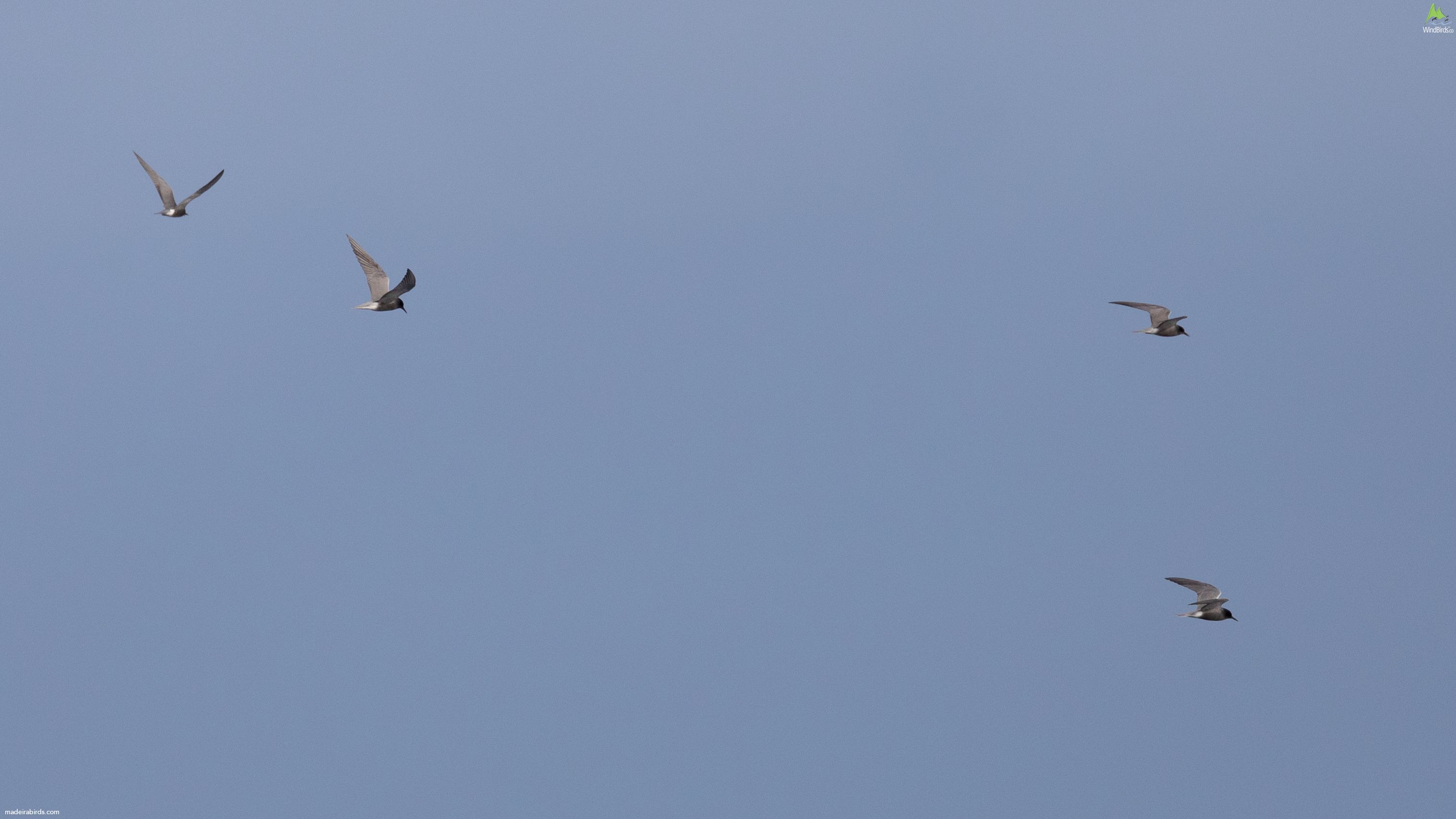 Black Tern Chlidonias niger