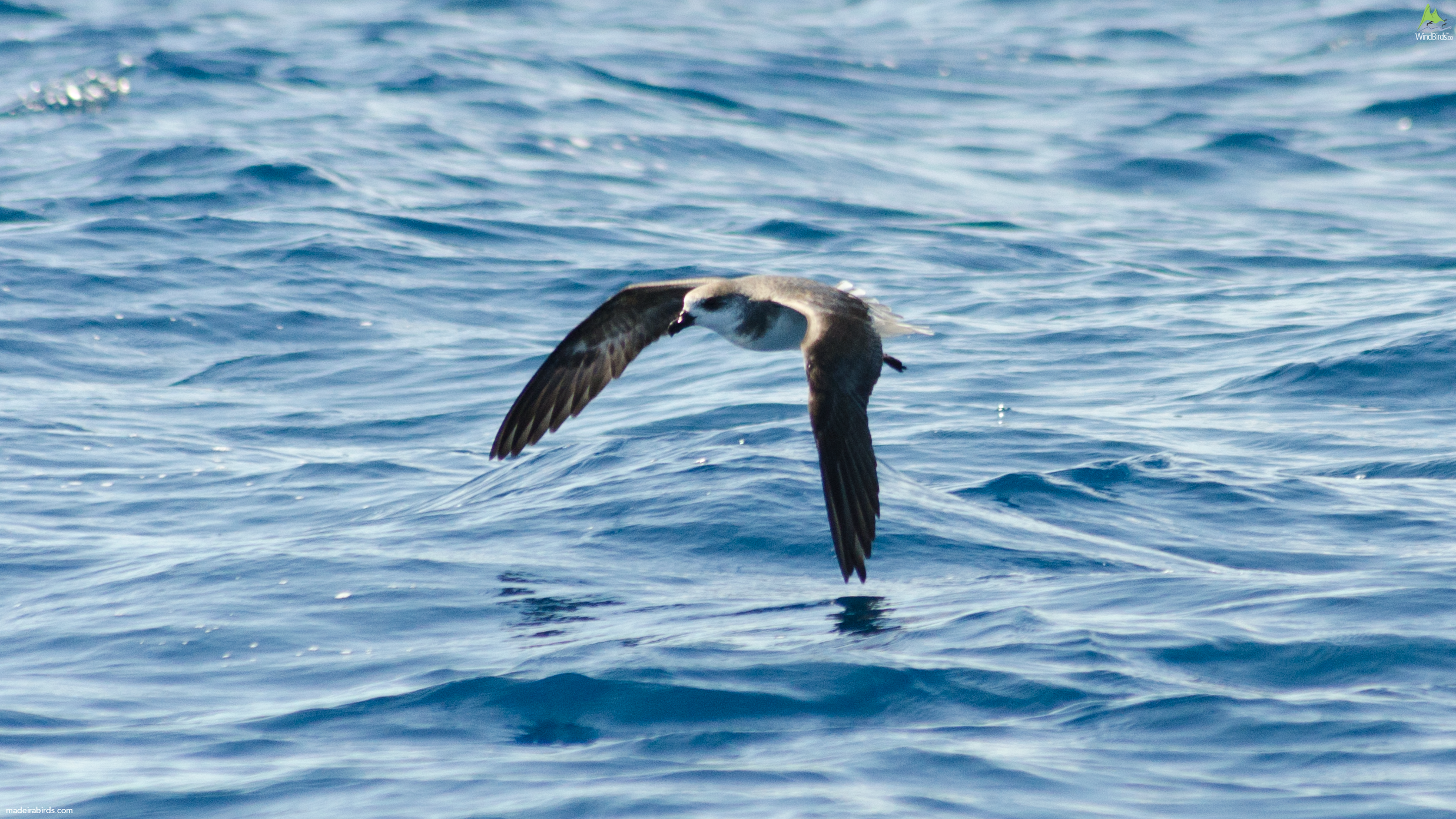 Fea's Petrel Petrodroma feae/deserta