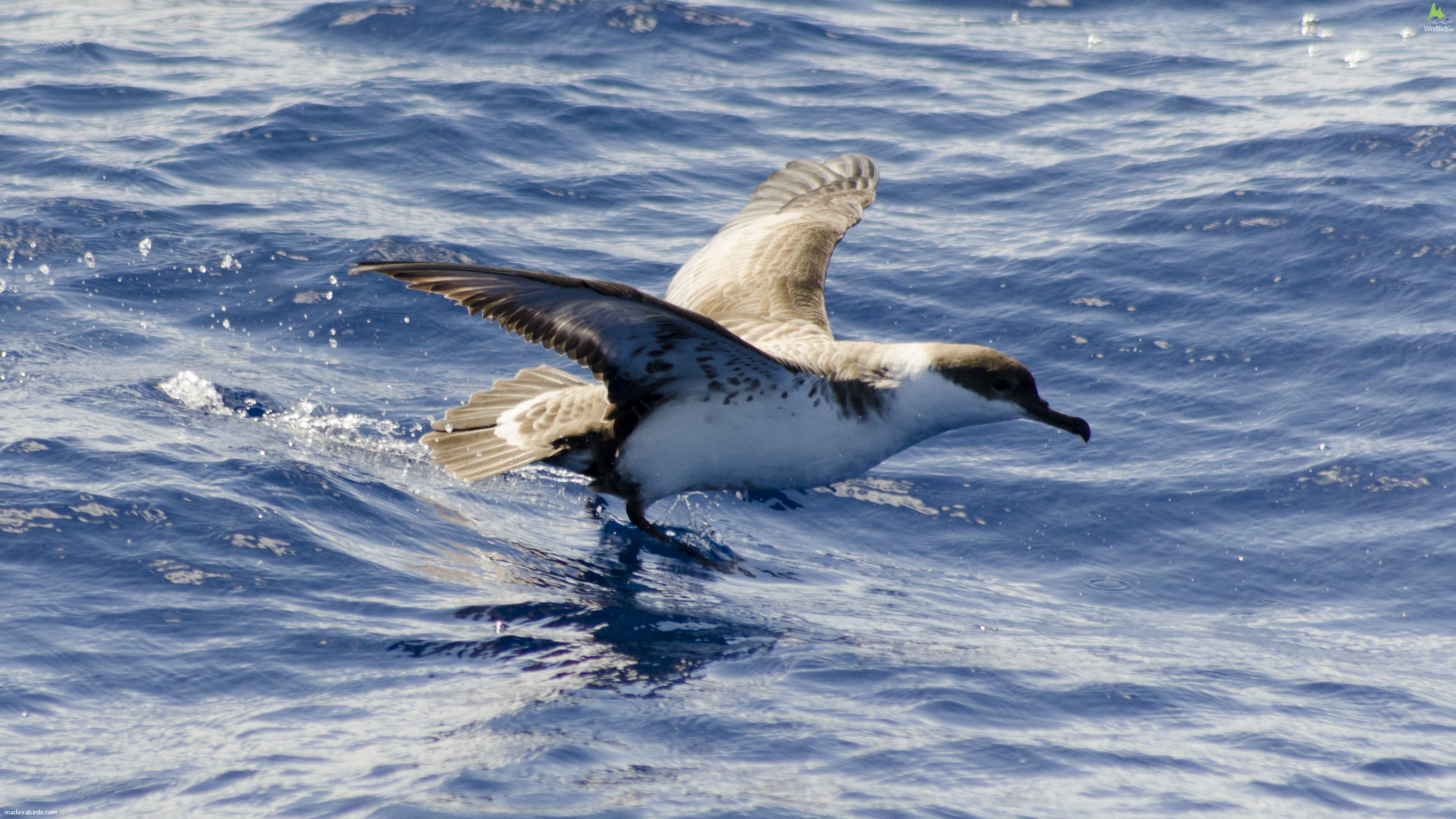 Great Shearwater Puffinus gravis