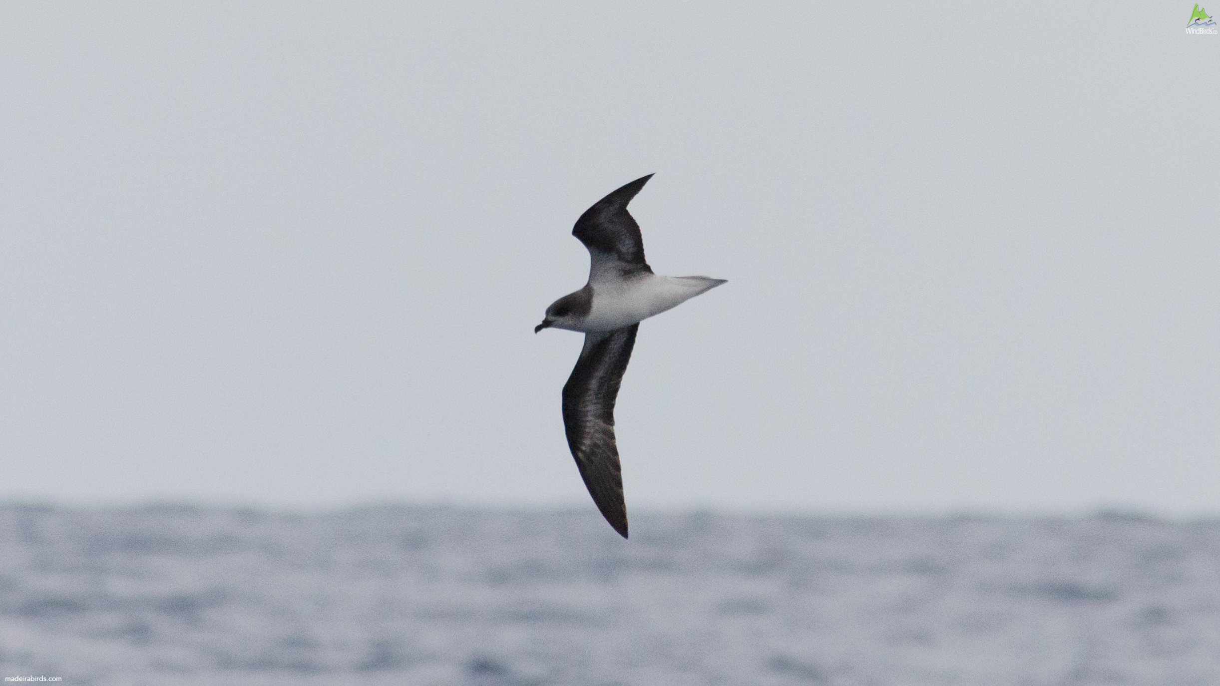 Zino's Petrel Pterodroma madeira