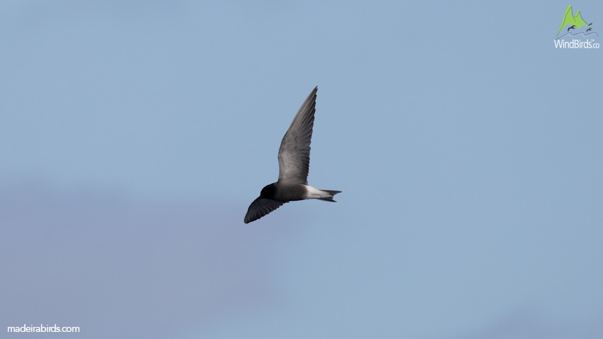 Black Tern Chlidonias niger