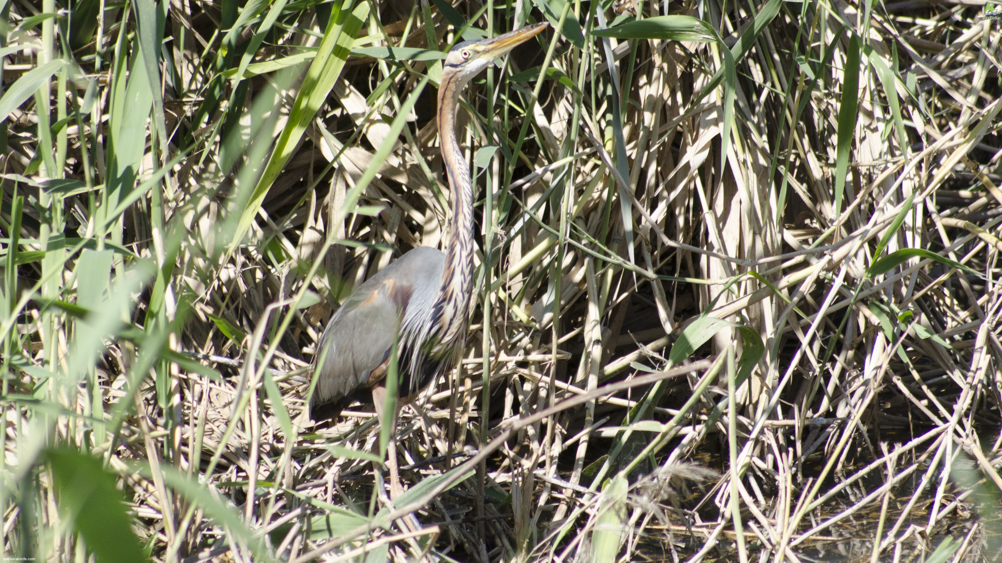 Purple Heron Ardea purpurea