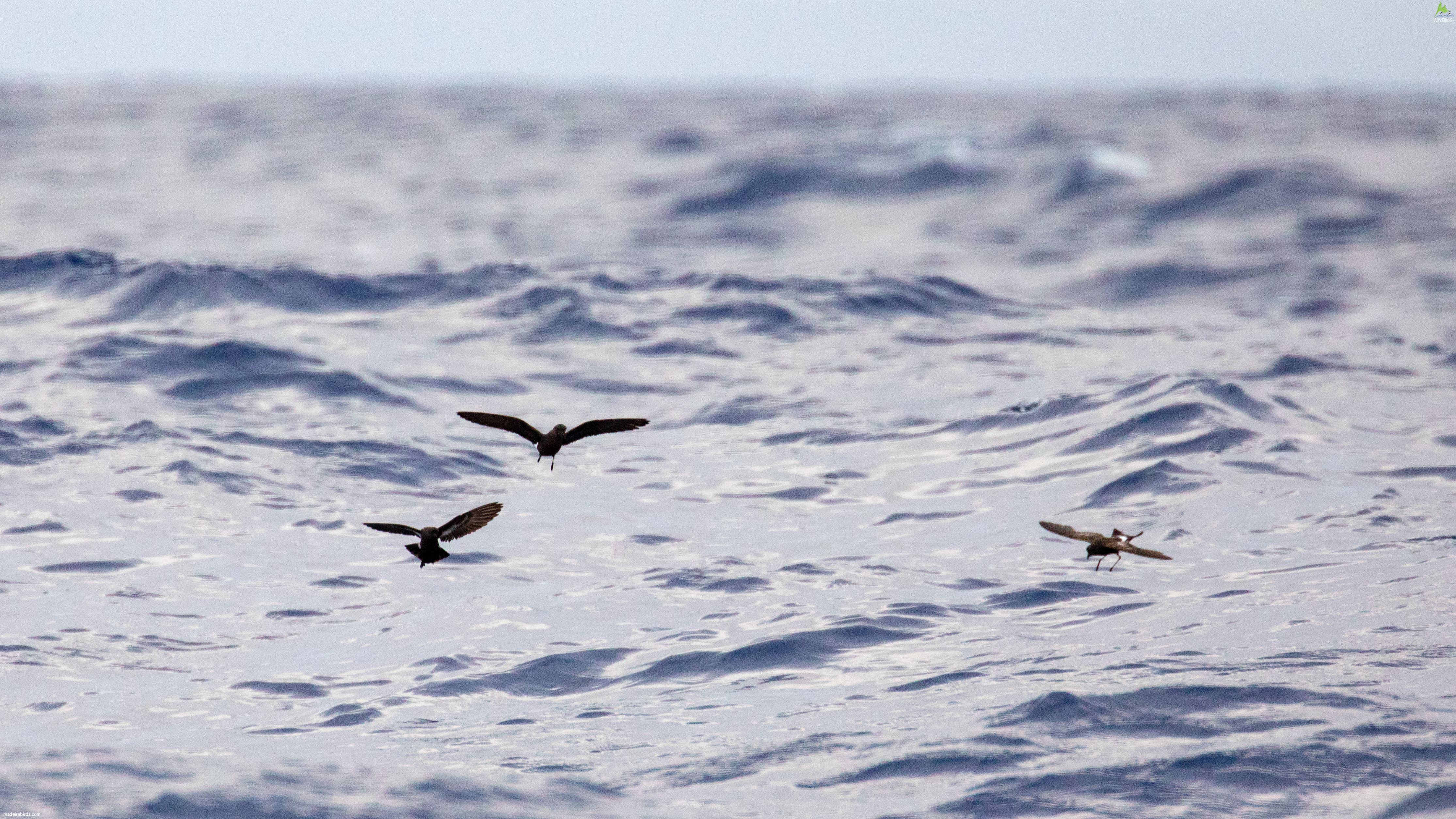 European, Madeiran and Wilson's Storm Petrels