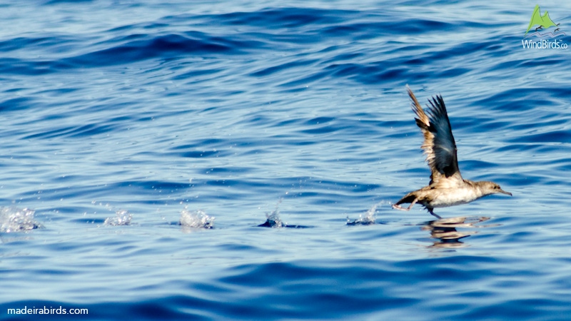 Balearic shearwater Puffinus mauretanicus